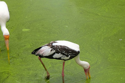 High angle view of bird in lake