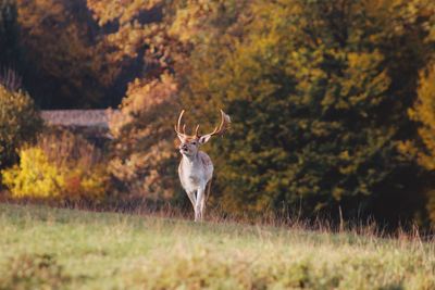 Portrait of deer standing on field