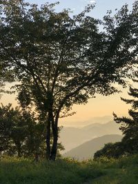 Trees on field against sky