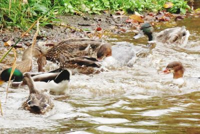 Ducks swimming in lake