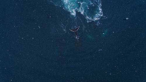 High angle view of whale swimming in sea