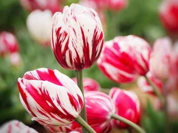 Close-up of red tulips