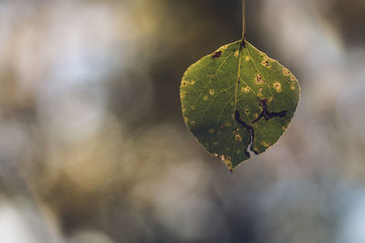 Close-up of leaf on tree