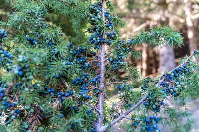 Close-up of pine tree