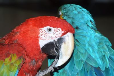 Close-up of a parrot