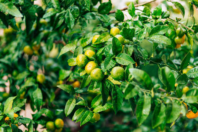 Close-up of berries growing on tree