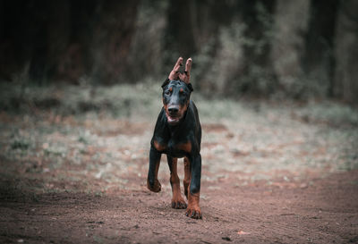 Portrait of dog running on field