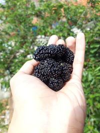Close-up of hand holding fruit