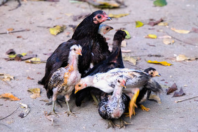 A family of 7 chickens is gathering for warmth.
