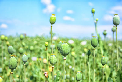 Close-up of water drops on flowers