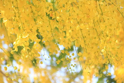 Close-up of yellow flowering plant on field