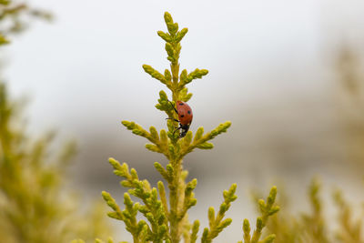 Close-up of plant