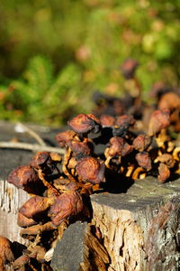 Close-up of berries on log