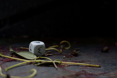 Close-up of flower on table