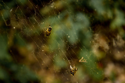 Close-up of spider on web