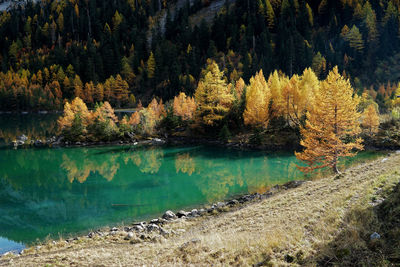 Trees by lake