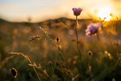 Close-up of flowering plant on field