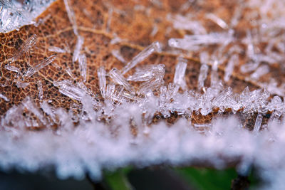 Close-up of frozen plants