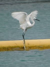 White bird on a sea