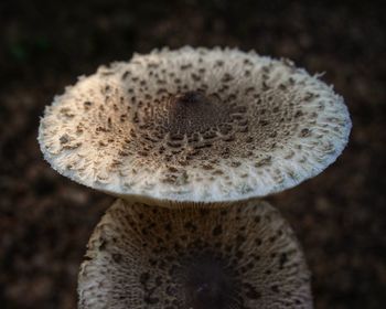 Close-up of mushroom growing on field