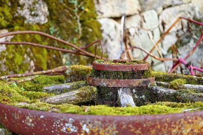 Abandoned wagon wheel covered in moss