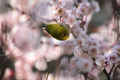 Close-up of japanese white-eye perching on plum blossoms branch in springtime 