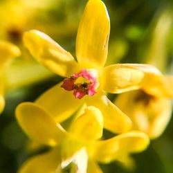 Close-up of yellow flowering plant