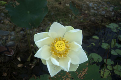 High angle view of white flowering plant