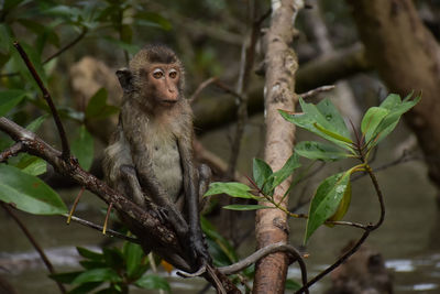 Close-up of monkey on tree