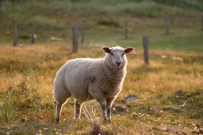 Portrait of sheep standing on land
