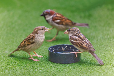 Close-up of bird perching on grass