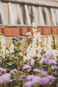 Close-up of purple flowering plant on field