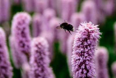 Close-up of insect on pink flower