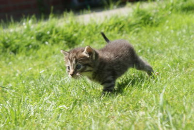 Cat on grassy field