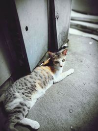 High angle view of cat sitting on floor