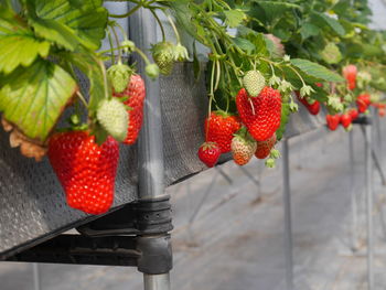 Close-up of strawberries hanging on plant