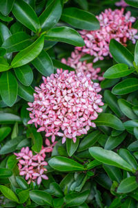 Close-up of pink flowering plant