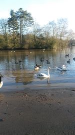 Birds on calm lake