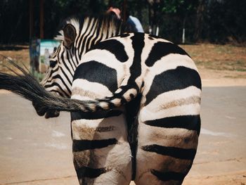 Rear view of zebra at zoo