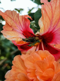 Close-up of bee on pink flower