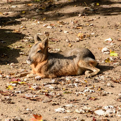 High angle view of a rabbit on field