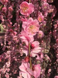 Close-up of pink flowers