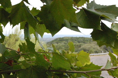 Close-up of fresh green plants against sky