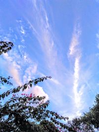 Low angle view of plants against cloudy sky