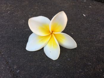 Close-up high angle view of frangipani