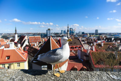 Seagull on retaining wall against buildings in city