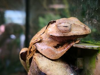 Close-up of a frog