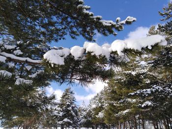 Low angle view of trees against sky during winter