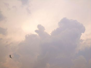 Low angle view of bird flying in sky