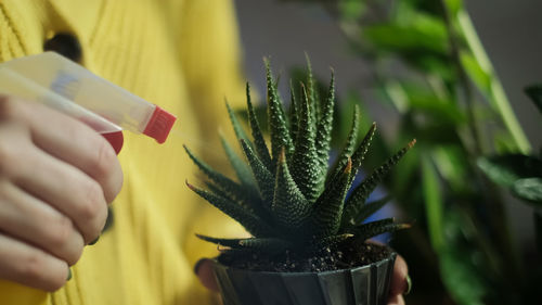 Cropped hand holding potted plant